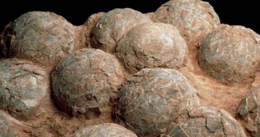 Encuentran huevos de dinosaurio de 80 millones de años en el centro de China 1 Encuentran huevos de dinosaurio de 80 millones de años en el centro de China (1)