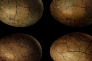 Encuentran huevos de dinosaurio de 80 millones de años en el centro de China
