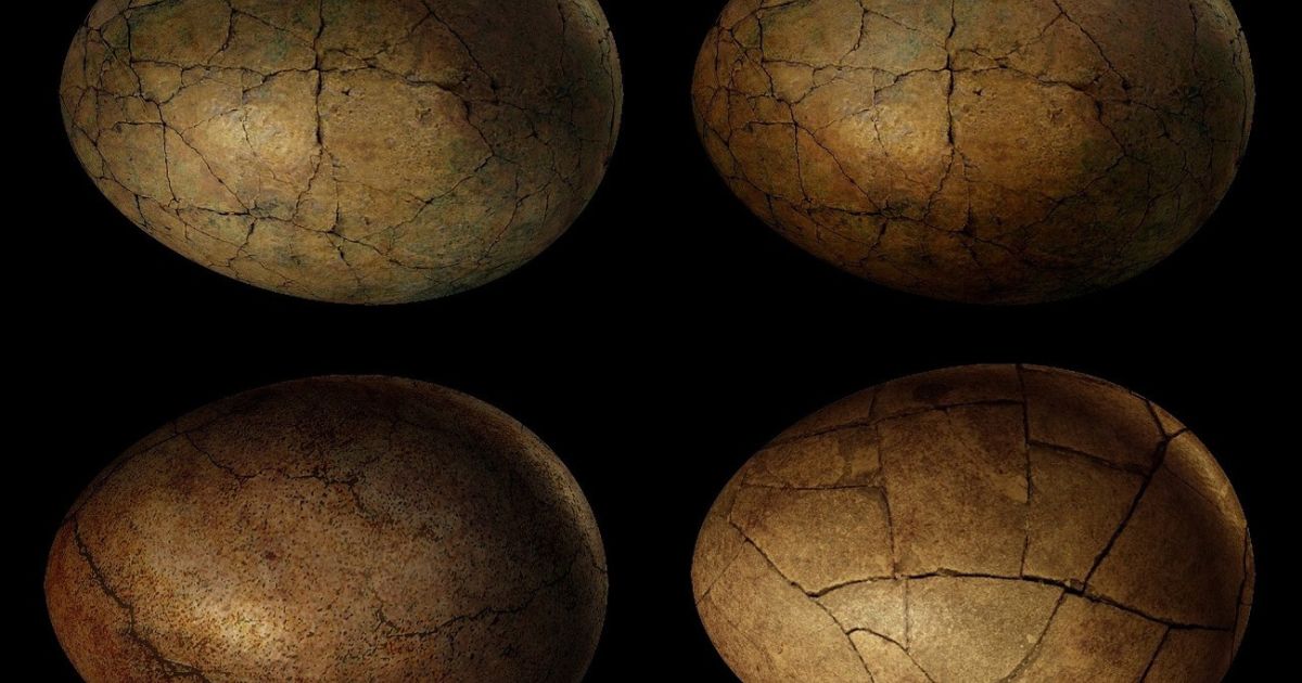 Encuentran huevos de dinosaurio de 80 millones de años en el centro de China Encuentran huevos de dinosaurio de 80 millones de años en el centro de China