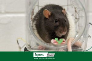 Enfermedades psiquiátricas de humanos estudiadas en ratas