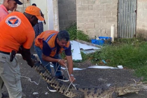 Mandan a tener precaución en río Anamuya, en Higüey, hasta investiguen procedencia de cocodrilo capturado