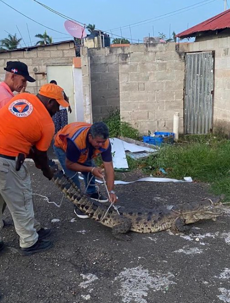 Ordenan cautela en el río Anamuya, en Higüey, hasta que investiguen el origen del cocodrilo capturado