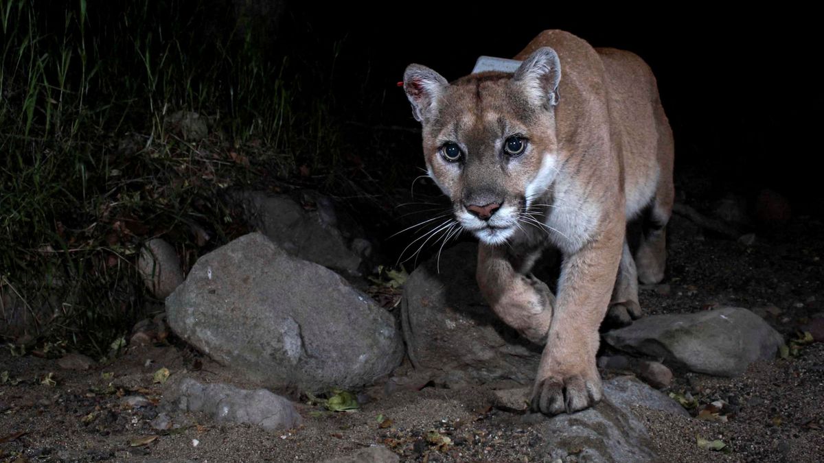 Adiós a P-22, una estrella animal de Los Ángeles Adiós a P-22, una estrella animal de Los Ángeles