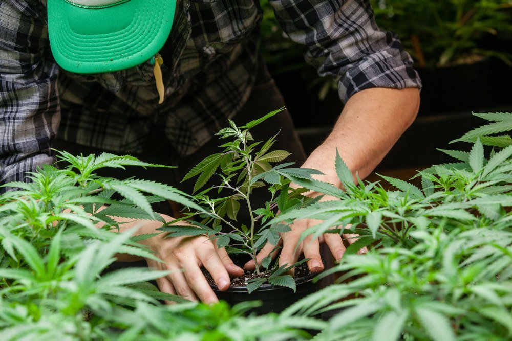 Florida emitirá nuevas licencias para la venta de marihuana;  costará US$ 146 mil