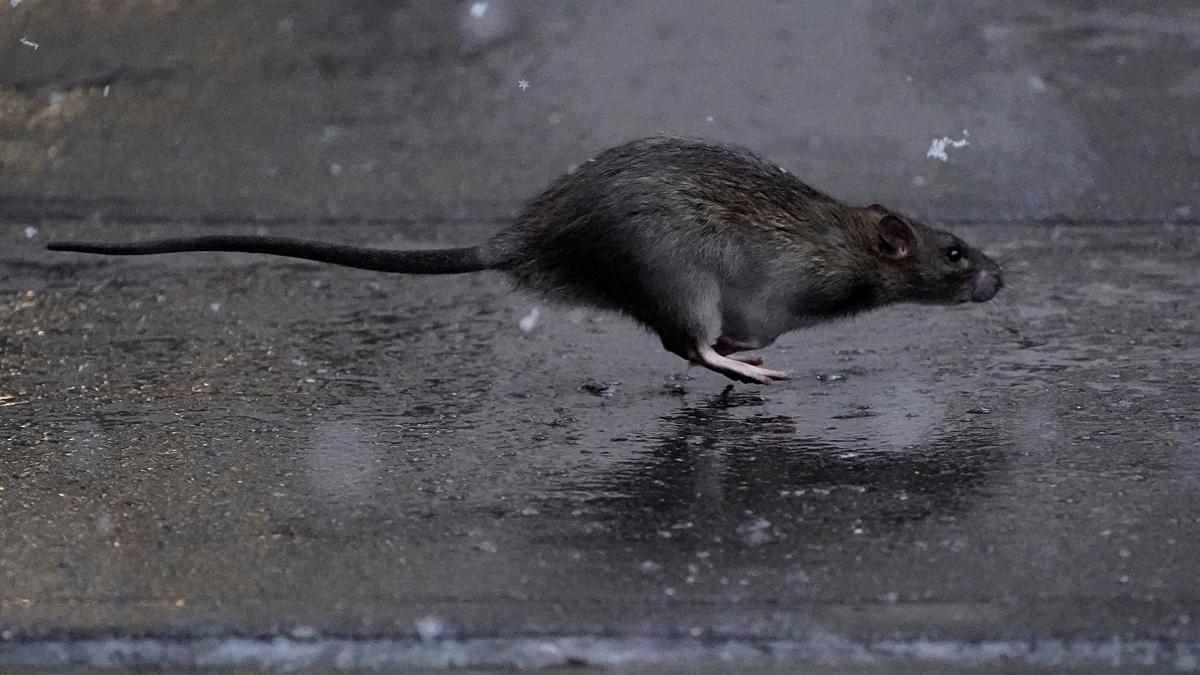 Nueva York busca un 'malvado zar' para combatir la plaga de ratas que asola la ciudad Nueva York busca un 'malvado zar' para combatir la plaga de ratas que asola la ciudad