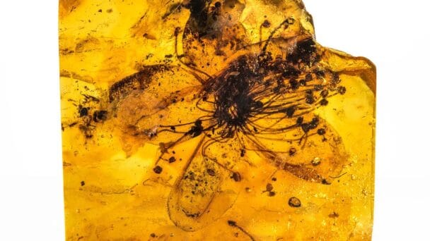 Descubierta la flor más grande atrapada en ámbar