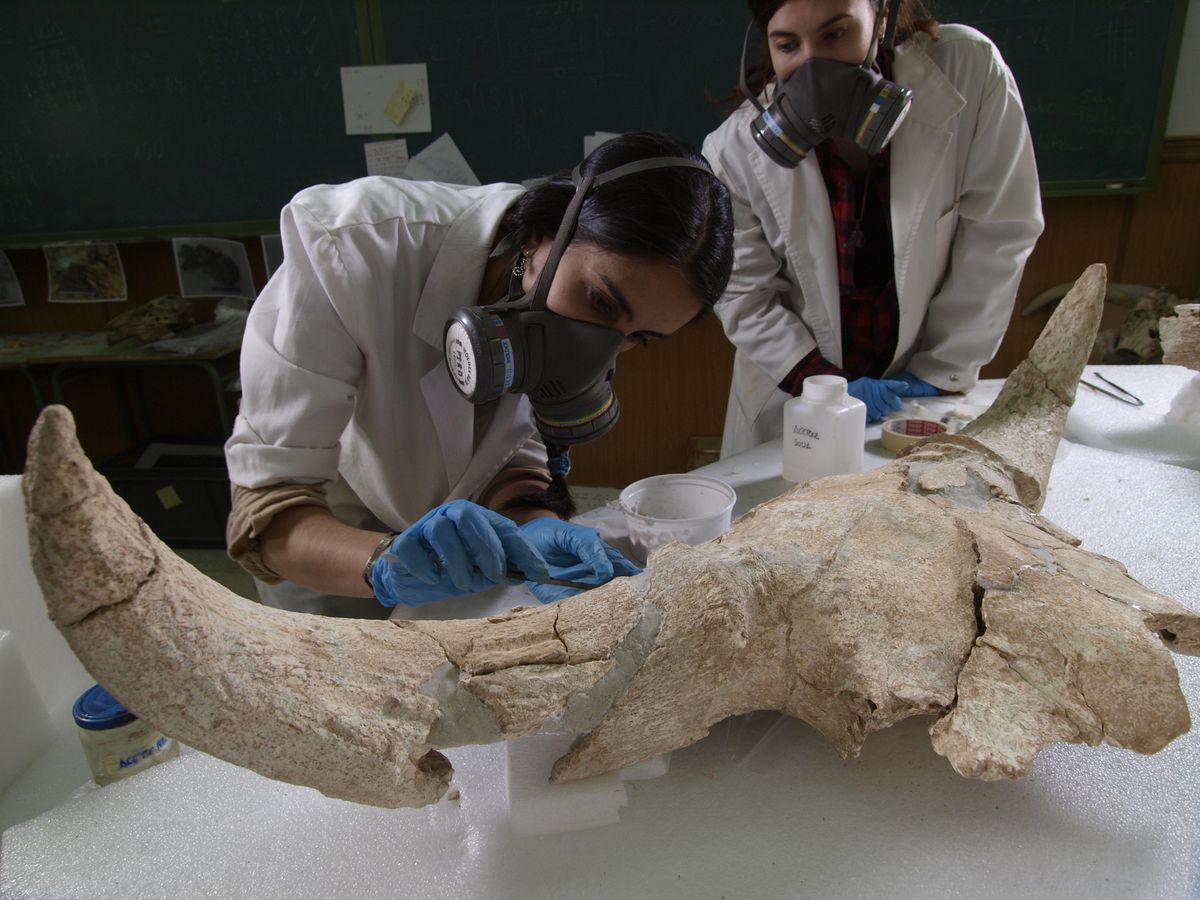 Valle del Lozoya: Una cueva con 35 cráneos de animales desvela los rituales “mágicos” de los neandertales