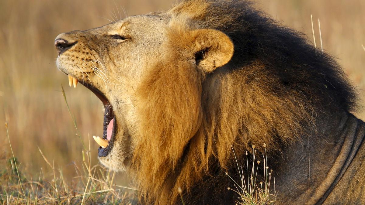 polémica en Kenia por esterilizar a una especie amenazada polémica en Kenia por esterilizar a una especie amenazada