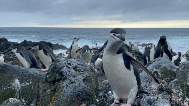 Centinelas en el fin del mundo: los pingüinos son los primeros en sufrir la emergencia climática | Ciencia