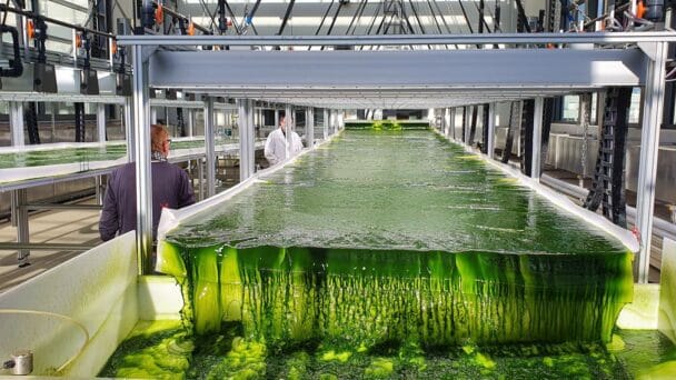 Doce bacterias de todo el mundo, reunidas para extraer tierras raras de las cloacas industriales