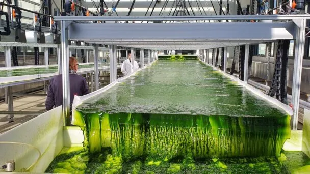 Doce bacterias de todo el mundo, reunidas para extraer tierras raras de las cloacas industriales