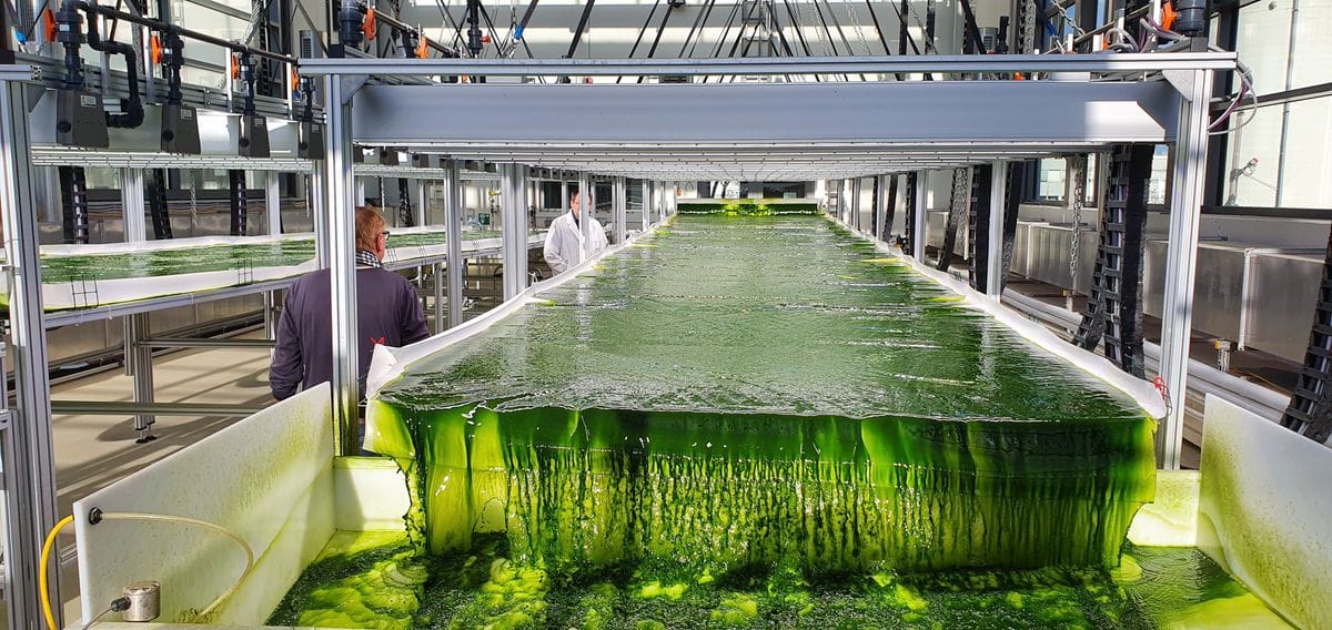 Doce bacterias de todo el mundo, reunidas para extraer tierras raras de las cloacas industriales