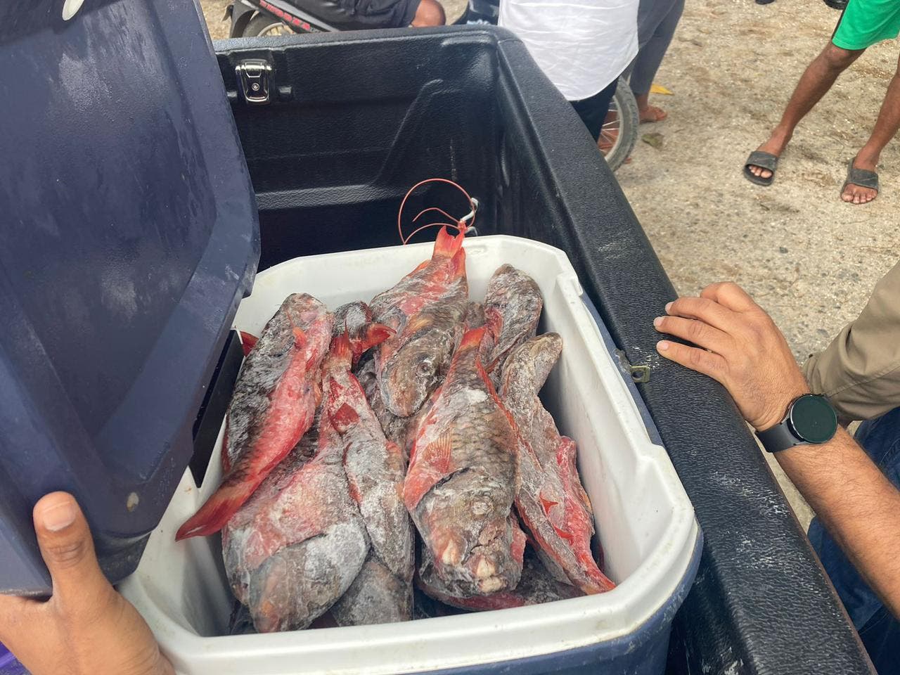 Gobierno realiza decomisos simultáneos de pez loro
