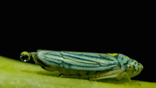 Los insectos que catapultan sus heces en forma de gotas ‘superpropulsadas’ para ahorrar energía