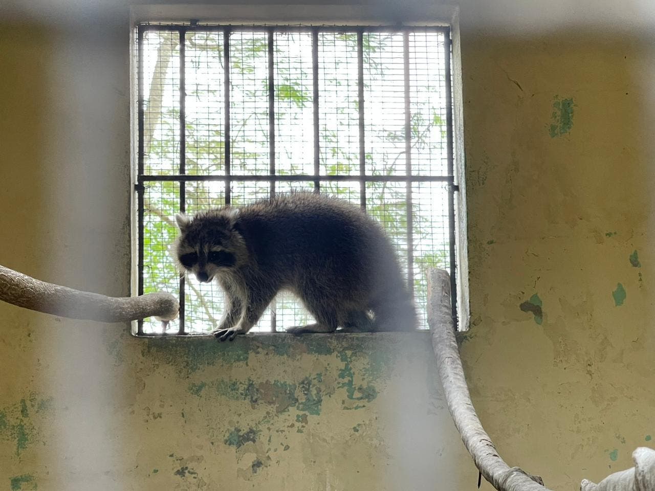 Mapache está estresado, dice el zoológico Mapache está estresado, dice el zoológico