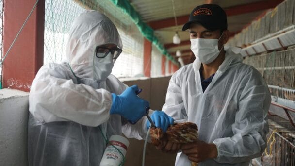 El primer caso de gripe aviar en humanos en América Latina destapa una preocupante falta de control y vigilancia