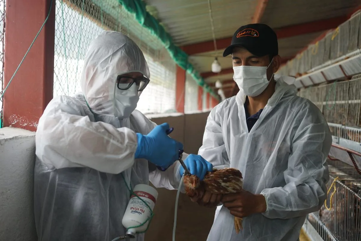El primer caso de gripe aviar en humanos en América Latina destapa una preocupante falta de control y vigilancia El primer caso de gripe aviar en humanos en América Latina destapa una preocupante falta de control y vigilancia