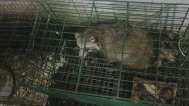 Una nueva pista genética apunta a los perros mapache del mercado de Wuhan como origen de la pandemia de covid