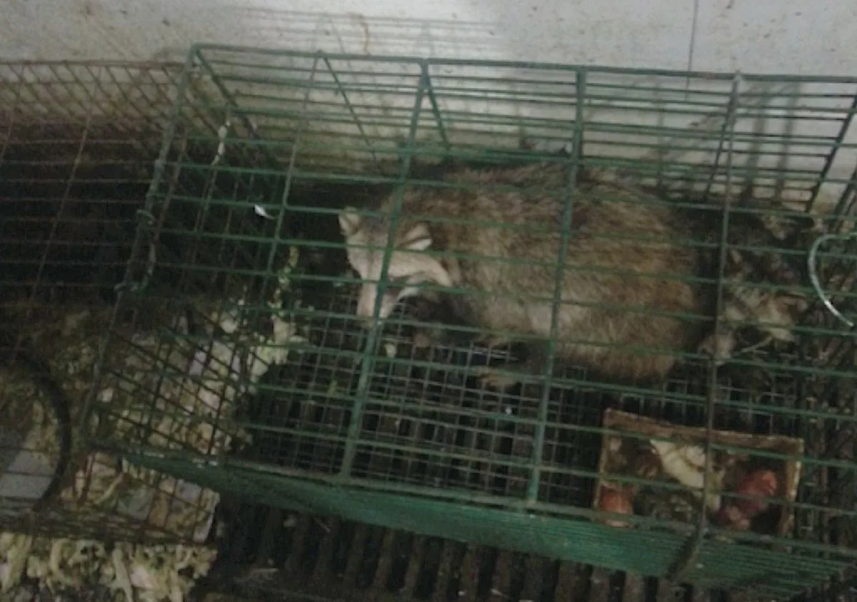 Una nueva pista genética apunta a los perros mapache del mercado de Wuhan como origen de la pandemia de covid