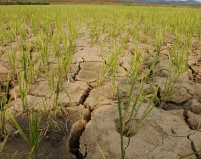 Advierten que El Niño favorecerá sequías más severas y picos de calor