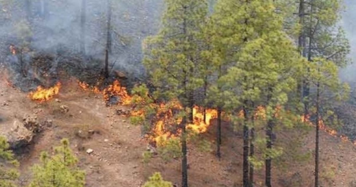 Imponen multa de 25 mil pesos a hombre que provocó incendios forestales en Bonao