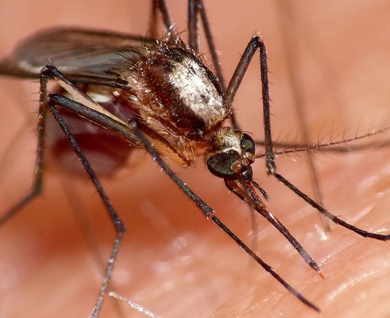 La OMS advierte sobre aumento de mosquitos transmisores del dengue en Europa