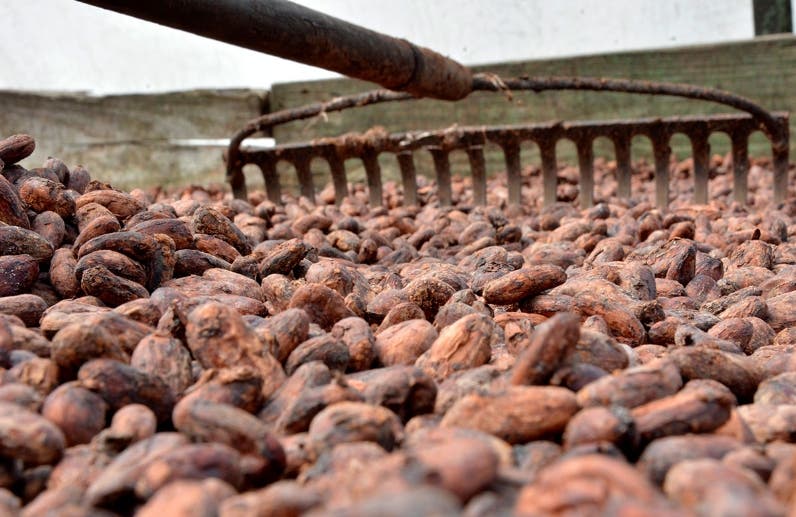 Gobierno renovará 100 mil tareas de cacao en zonas afectadas por Fiona Gobierno renovará 100 mil tareas de cacao en zonas afectadas por Fiona