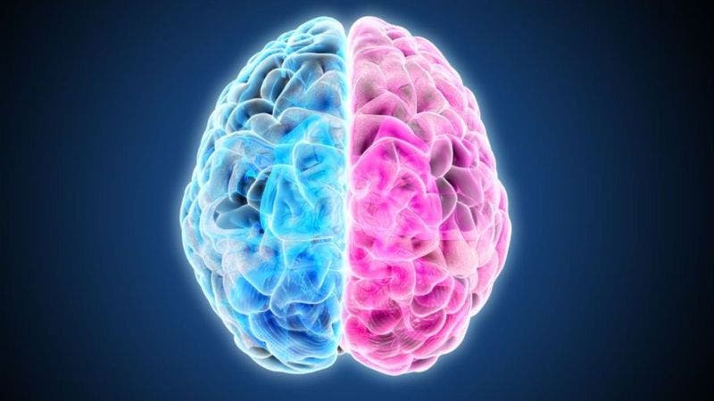 Ni la creatividad está a la derecha ni la lógica a la izquierda: el neuromito de los hemisferios cerebrales Ni la creatividad está a la derecha ni la lógica a la izquierda: el neuromito de los hemisferios cerebrales