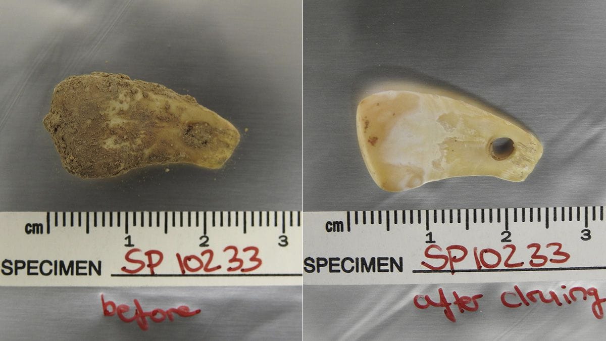 Un nuevo método logra extraer de un colgante el ADN de la mujer que lo llevó hace 20.000 años