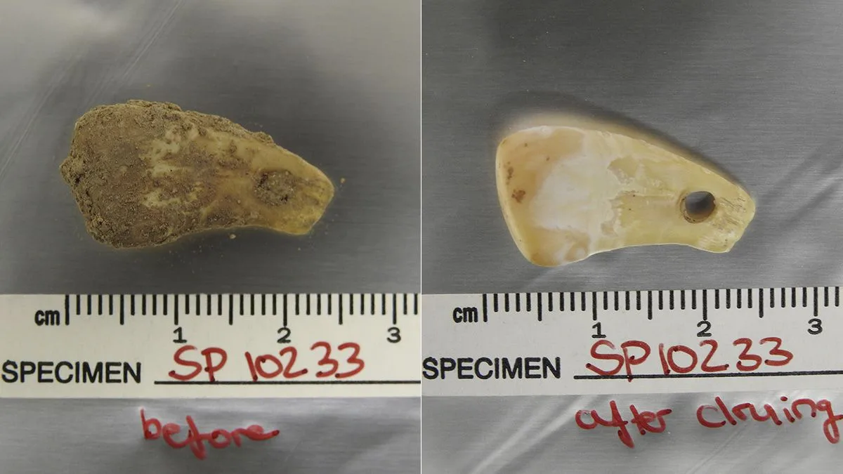 Un nuevo método logra extraer de un colgante el ADN de la mujer que lo llevó hace 20.000 años Un nuevo método logra extraer de un colgante el ADN de la mujer que lo llevó hace 20.000 años