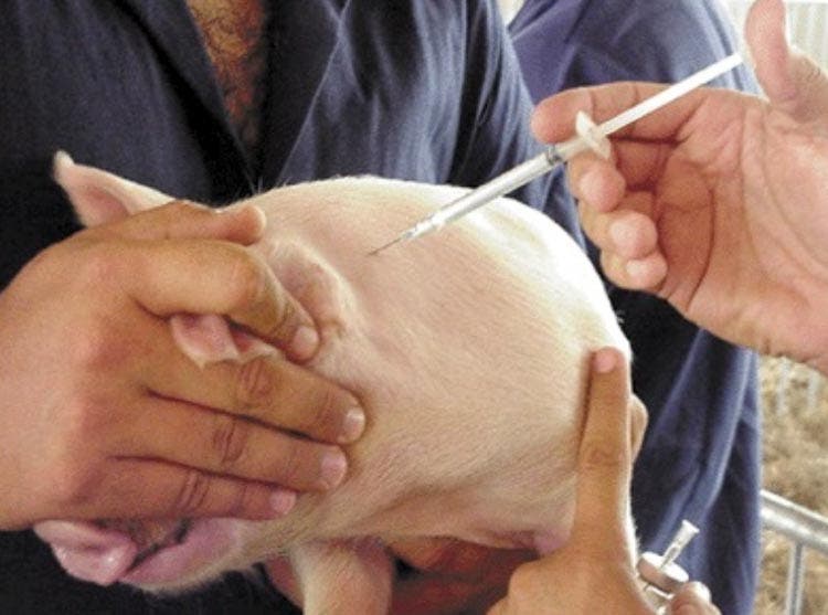 Veterinarios denuncian que agricultura autoriza importación de vacunas no certificadas contra peste porcina Veterinarios denuncian que agricultura autoriza importación de vacunas no certificadas contra peste porcina