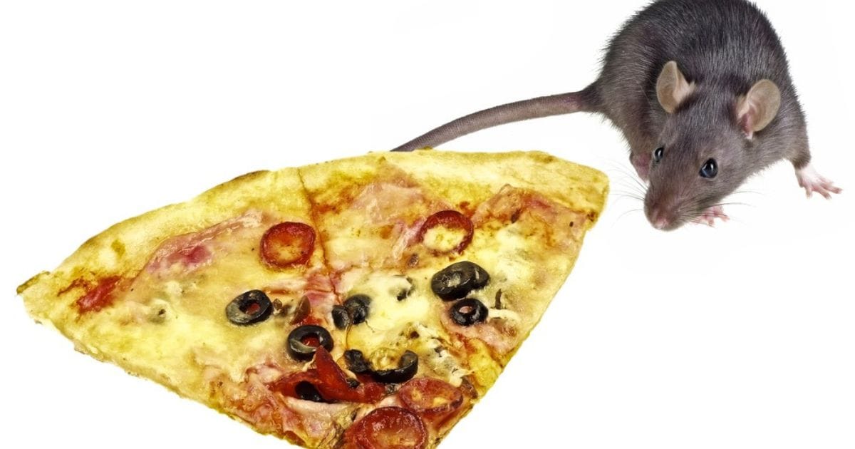 Cada día 1,6 millones de personas se enferman por alimentos contaminados, advierte la OMS Cada día 1,6 millones de personas se enferman por alimentos contaminados, advierte la OMS