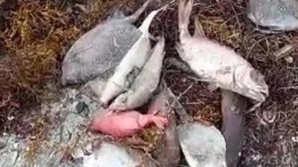 Descubren especies de peces muertos en playa Los Negros en Azua