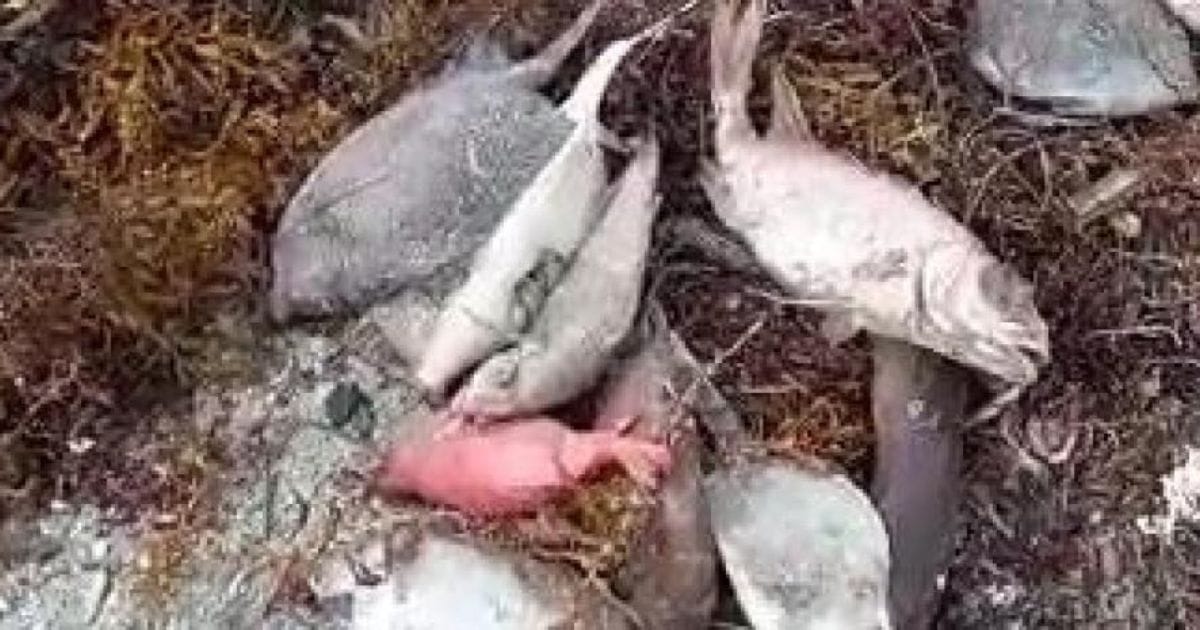 Descubren especies de peces muertos en playa Los Negros en Azua