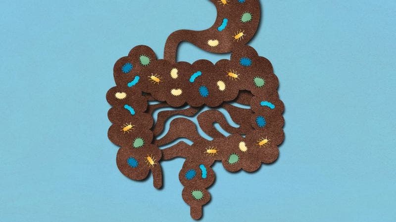 Las bacterias en los alimentos suelen durar días para causar infecciones Las bacterias en los alimentos suelen durar días para causar infecciones
