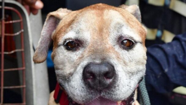 Unidad Canina y perro "Saw" contribuyen en la búsqueda y localización de cuerpos en la tragedia
