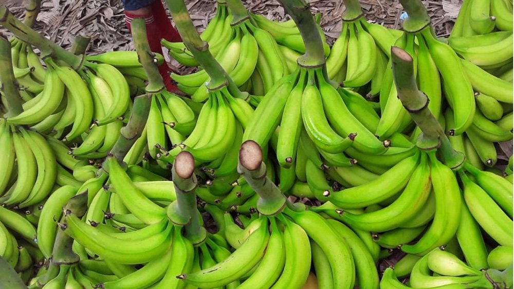 Se exporta entre el 5 y el 10 por ciento de la producción local de banano