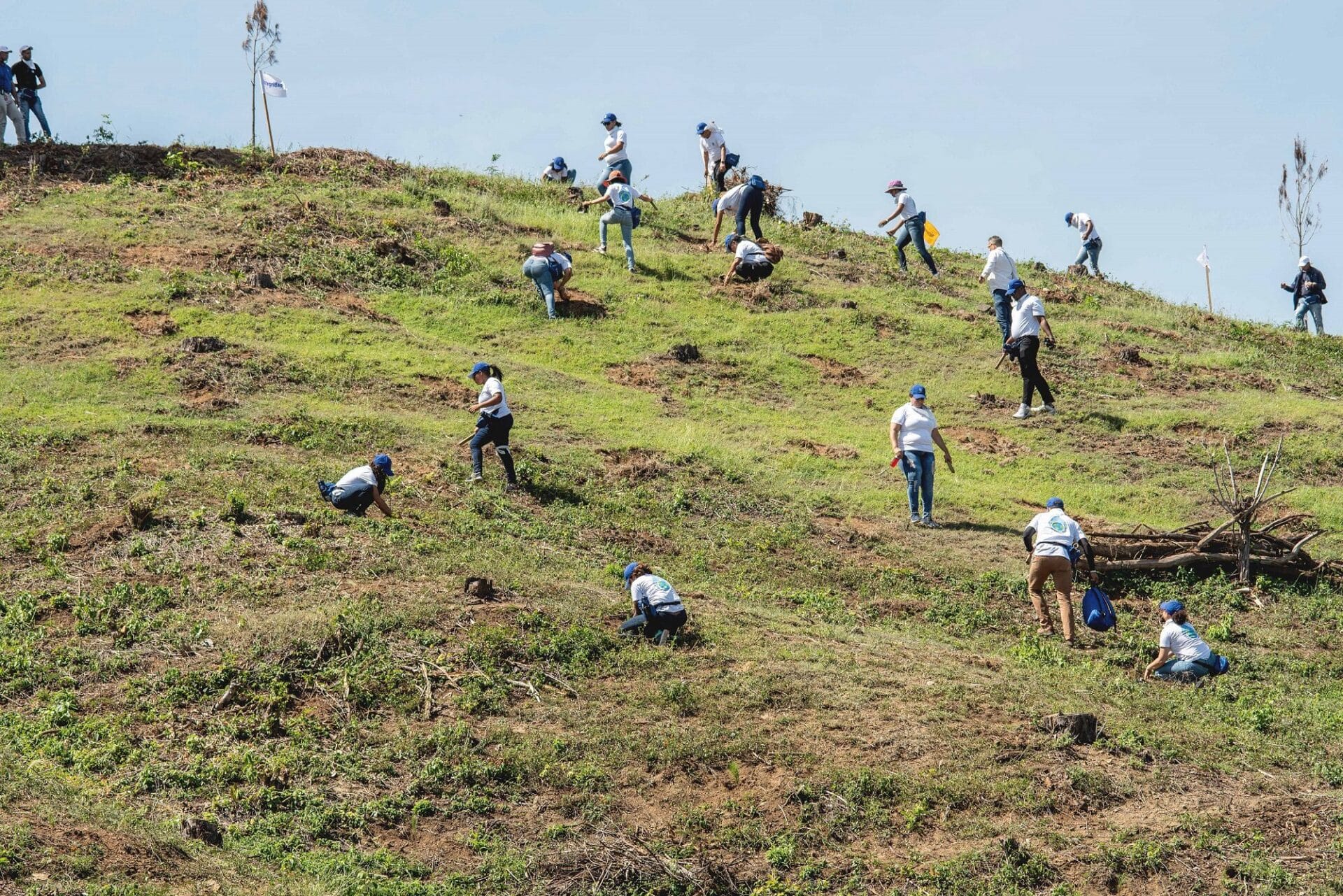 Plan Nacional de Reforestación ha plantado más de 5,8 millones de árboles
