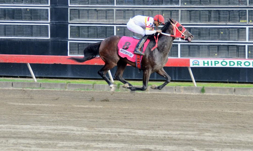 Wicke Wells JLC correrá hoy en el Quincentenario