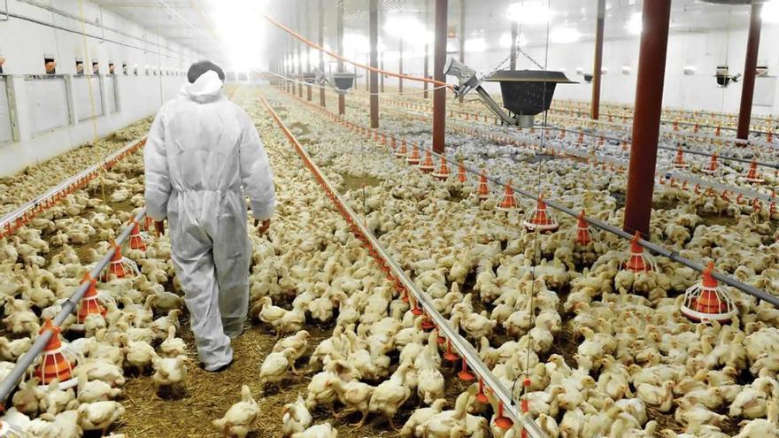 Argelia vuelve a autorizar las importaciones de carne de pollo desde España Argelia vuelve a autorizar las importaciones de carne de pollo desde España