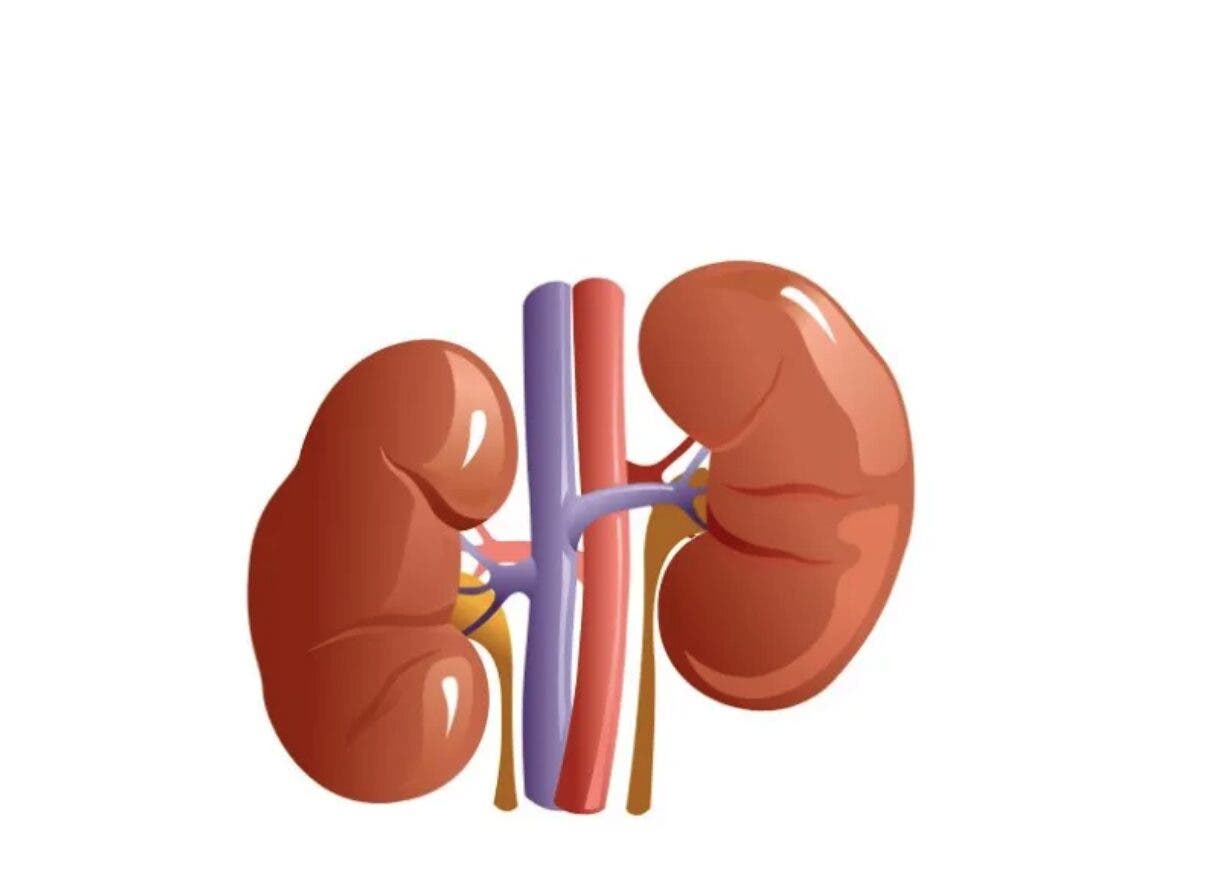 «Salud Renal Siempre»: una nueva plataforma para cuidar los riñones «Salud Renal Siempre»: una nueva plataforma para cuidar los riñones
