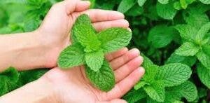  5 beneficios de la hierbabuena: un tesoro natural