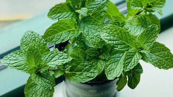 7 beneficios de la menta: más allá de un refrescante aliento