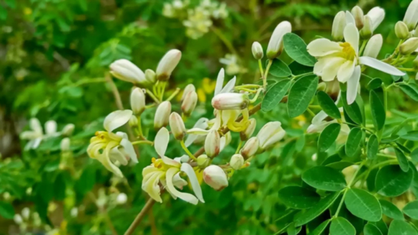 La moringa: un tesoro de nutrientes y beneficios medicinales
