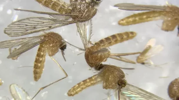 Dengue, Nilo, Crimea, Lyme… El cambio climático propulsa las infecciones por picaduras