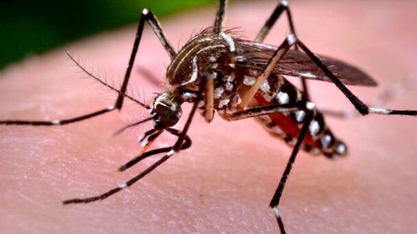 El ABC del dengue: cuáles son los síntomas, cómo prevenirlo y qué tratamiento se debe seguir