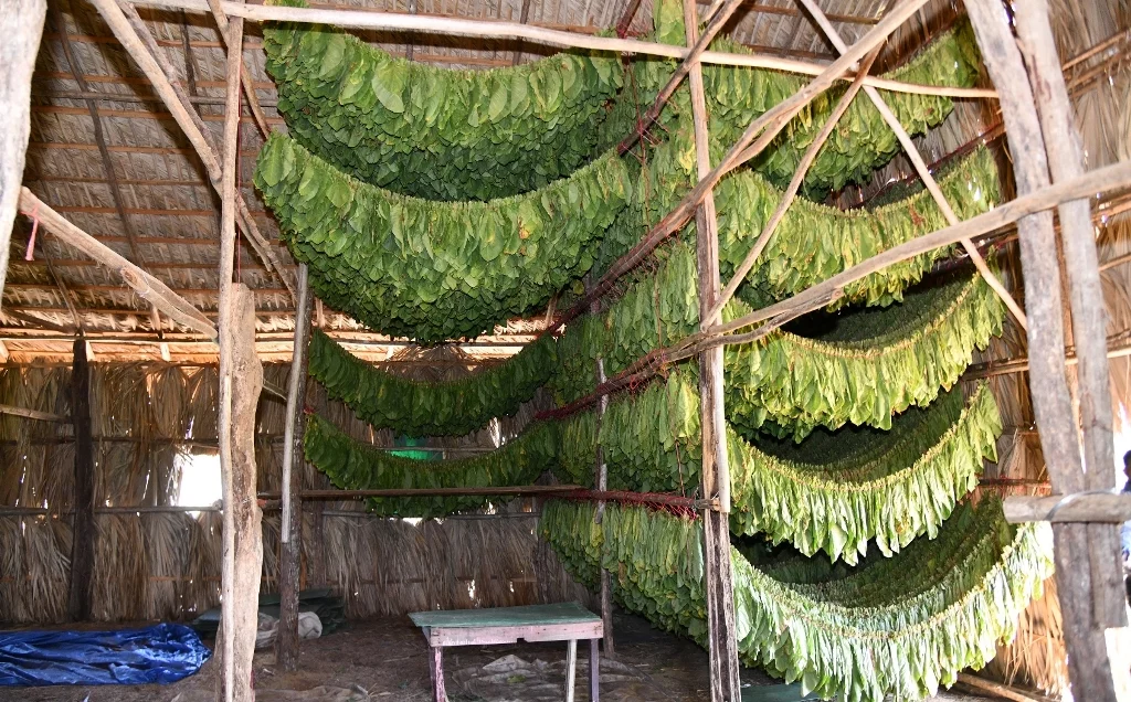 Productores potencian calidad del tabaco para ingresar al mercado premium